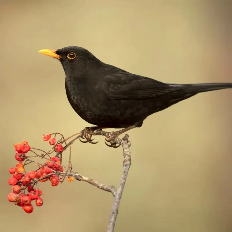 Ile trwa lot do Grecji? Przewodnik po podróży na Kos