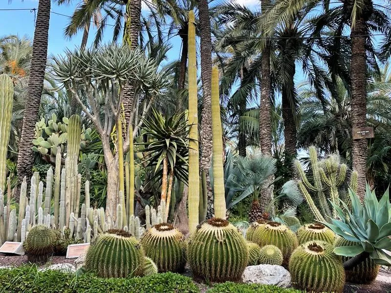 Jak szybko dotrzeć do parku palmowego w Alicante? Praktyczny przewodnik