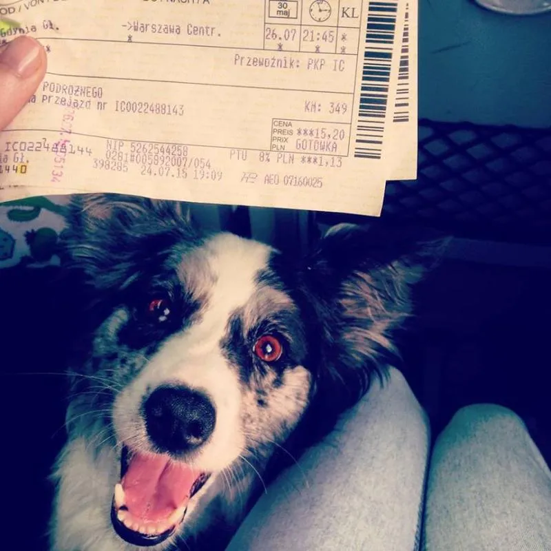 Jak zrealizować zakup biletu dla psa w PKP w kilku prostych krokach?