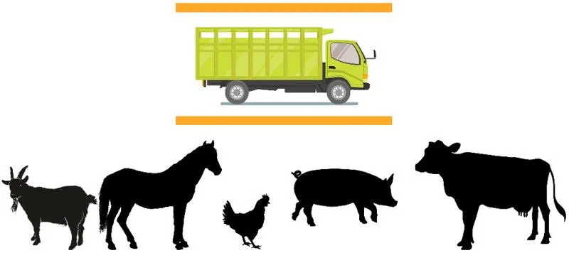 Dokumenty i wymogi prawne dla zwierząt