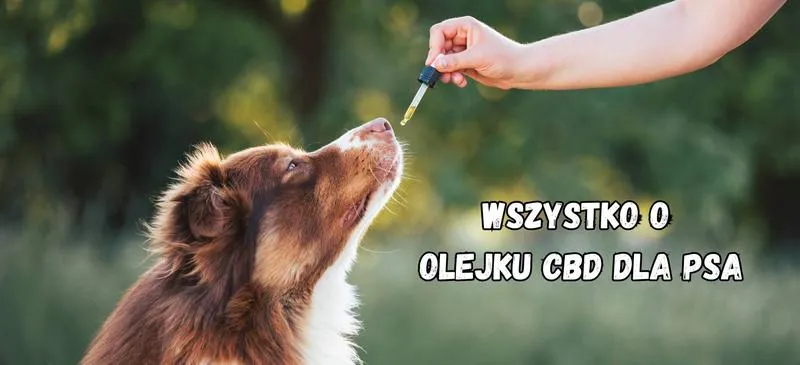 Konsekwencje prawne jazdy pod wpływem