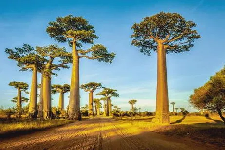 Lot z Warszawy na Madagaskar