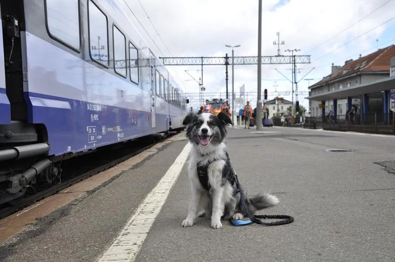 Podróż z psem pociągami PKP