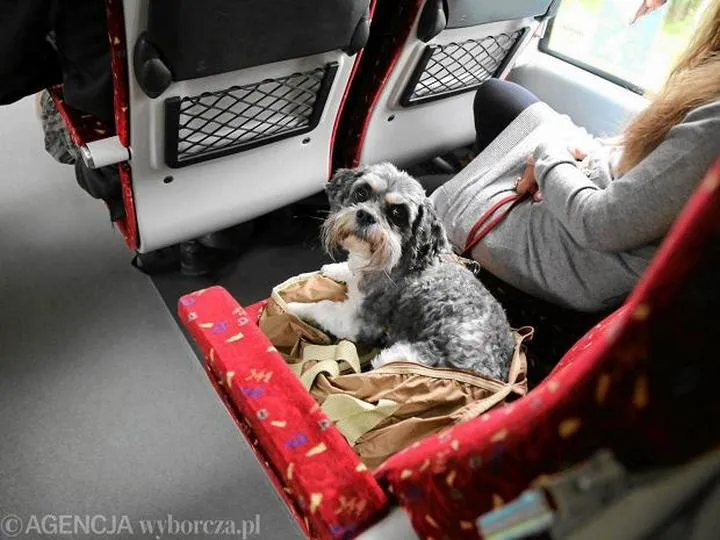 Przepisy PKP dotyczące przewozu psów