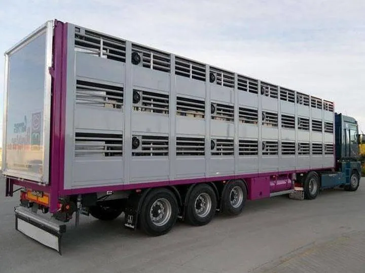 Przewóz zwierząt do Anglii