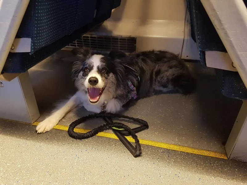 Przewóz zwierząt w PKP