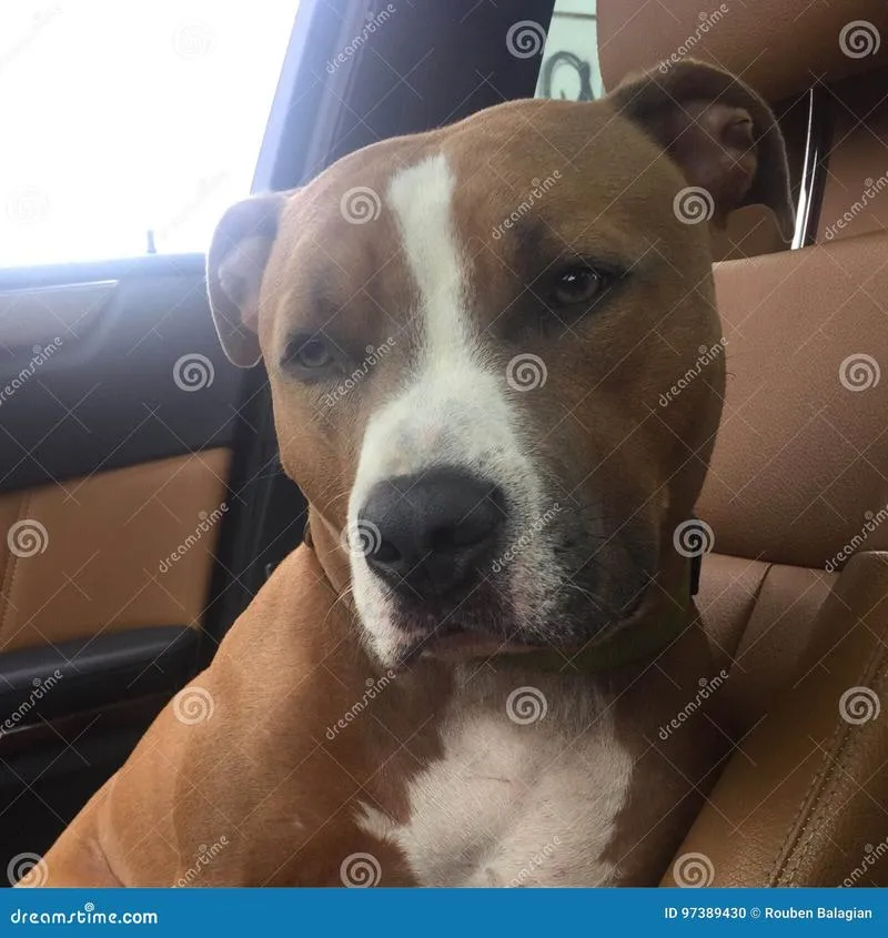 Przygotowanie szczeniaka do podróży samochodem