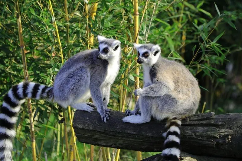 Zwiedzanie Madagaskaru